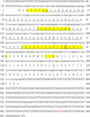 Molecular Characteristics of Scylla paramamosain Ubiquitin-Conjugating Enzyme E2 and Expression Analysis During Oogenesis